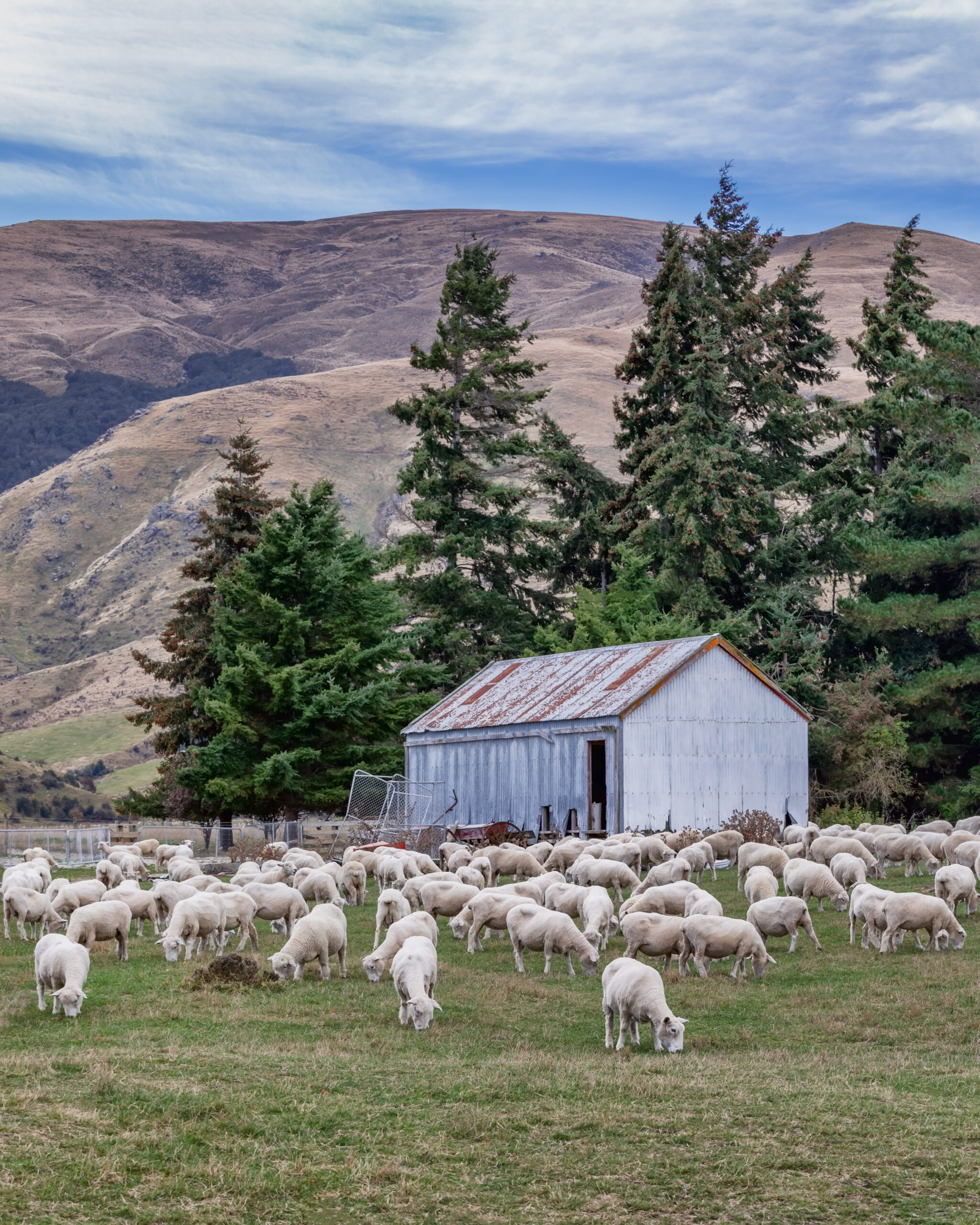 A landscape scene in rural South Island of New Zealand in autumn with sheep in a paddock and a barn, trees and mountains in the background.