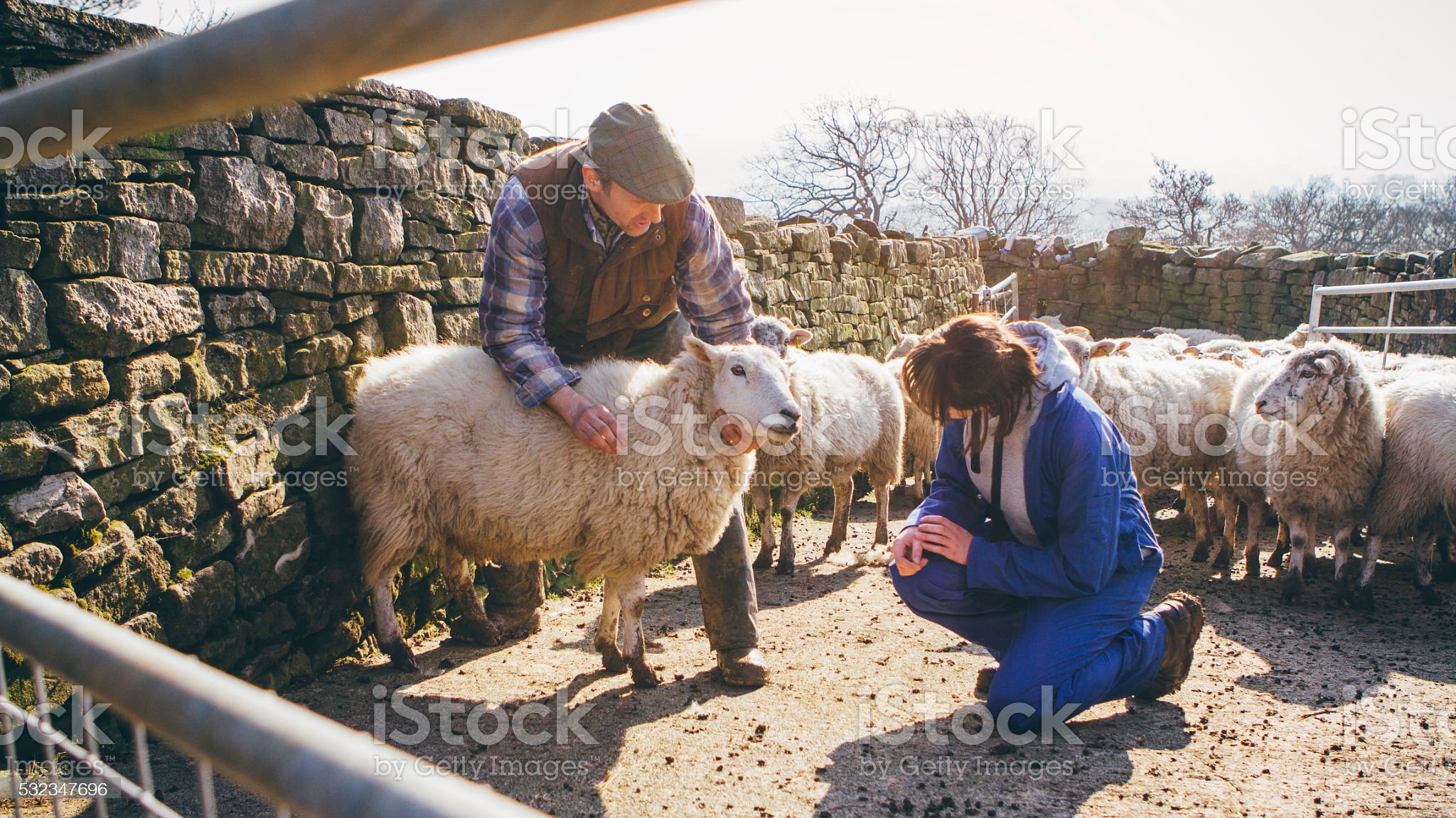 Farmer teaching a female apprentice about how to herd and take care of sheep.